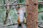 Scoiattolina femmina Scoiattolina femmina