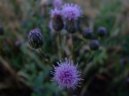 fiore di sera fiore di sera