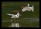 L'attacco L'attacco