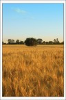 Grano con Pianta 2 Grano con Pianta 2