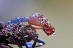 5:1 per la Platystoma 5:1 per la Platystoma