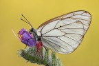 Aporia crataegi Aporia crataegi