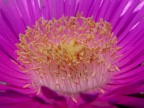 Pistilli Pistilli