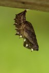 Pupa di Brenthis daphne Pupa di Brenthis daphne