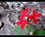 Flower! Flower!