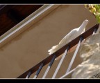 La Colomba La Colomba