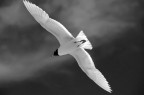Omaggio al gabbiano Jonathan Livingston Omaggio al gabbiano Jonathan Livingston