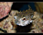 Pesce palla... Pesce palla...
