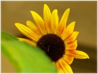 Girasol Girasol