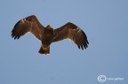 Aquila anatraia minore Aquila anatraia minore