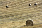 rotoloni rotoloni