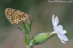 Meliteae Didyma... Meliteae Didyma...