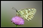 Melanargia Galatea Melanargia Galatea