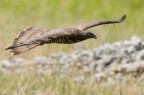Falco Pecchiaiolo Falco Pecchiaiolo