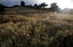 Campo di grano 2