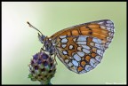 Melitaea Aurelia Melitaea Aurelia
