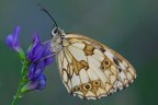 Melanargia di sera Melanargia di sera