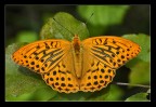 Argynnis paphia