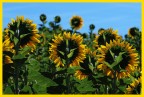 Essere un girasole Essere un girasole