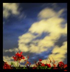 Night Flowers Night Flowers