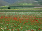 prato fiorito 2 prato fiorito 2