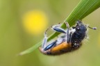Trichodes Trichodes