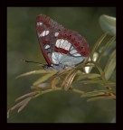 Nikon D40X
sigma 150 mm f 2,8
f 11
iso 800
s 1/200
luce naturale sottobosco mano libera.
una farfalla dall' andatura molto particolare ed elegante