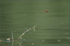 libellula ambientata libellula ambientata