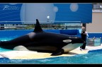 Killer whale...Lolita
