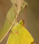 occhio occhio