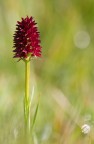Nigritella nigra Nigritella nigra