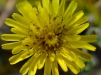 Nettare Giallo Nettare Giallo