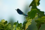 libellula libellula