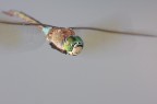 Libellula in volo Libellula in volo