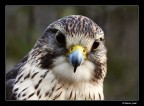 Girfalco Girfalco