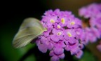 flowers' flavour flowers' flavour