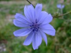 Fiore azzurro Fiore azzurro