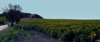 Campagna marchigiana Campagna marchigiana