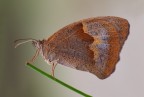 Farfalla