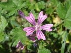 Fiore Fiore