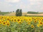 campo di girasoli