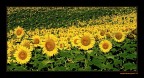 campo di girasoli campo di girasoli