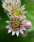fiore di pianta grassa