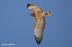 Biancone in volo