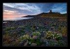 Flowering sunrise Flowering sunrise