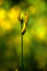 Yellow &amp; Green