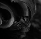 particolare ligeno low key