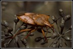 Cimice...almeno credo... Cimice...almeno credo...