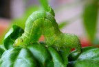 Larva epidottero geometride Larva epidottero geometride