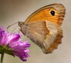 Maniola jurtina (f) Maniola jurtina (f)